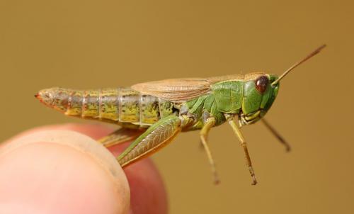Réf. 241 138 : Pseudochorthippus parallelus parallelus